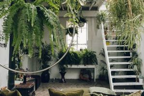 Комнатные растения в интерьере жилого дома