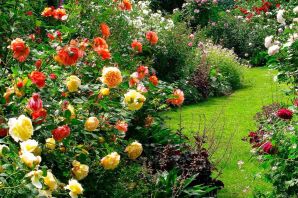 Розы флорибунда в ландшафтном дизайне