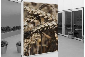 Колоски пшеницы в интерьере