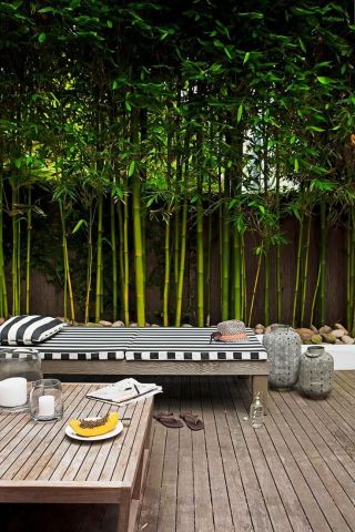 Бамбук в ландшафтном дизайне