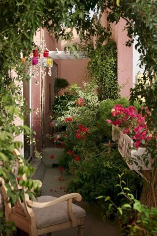 Плетистая роза на балконе