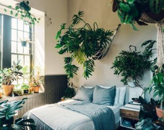 Эстетичные комнаты с лианами