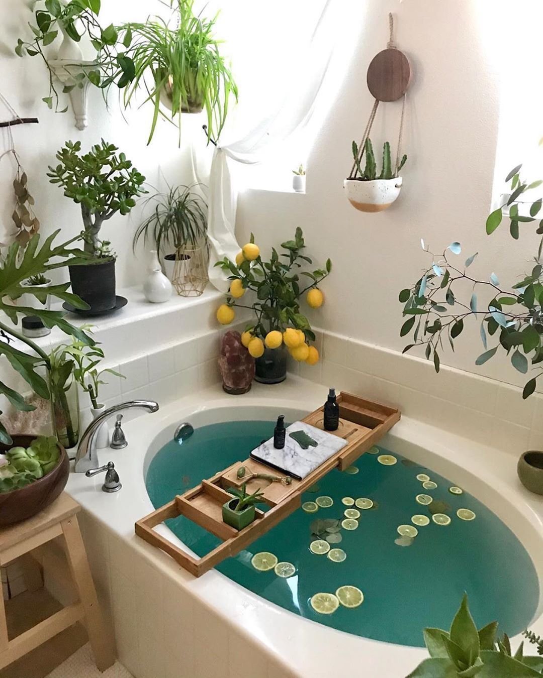 Растения для ванной: какие виды подойдут лучше всего