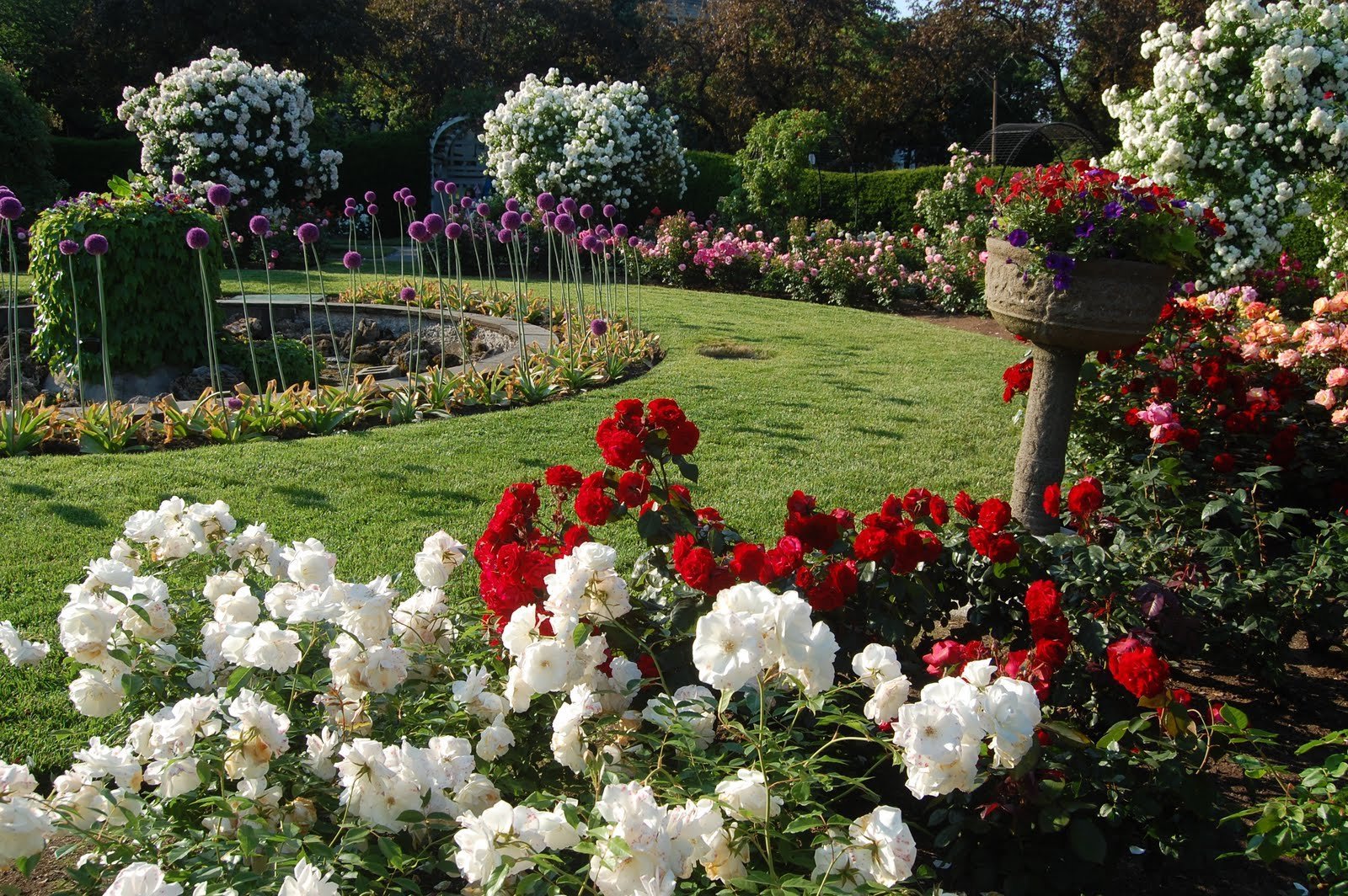 Английские розы в ландшафтном дизайне - 69 фото