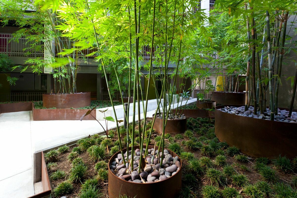 Бамбук в ландшафтном дизайне: что можно сделать