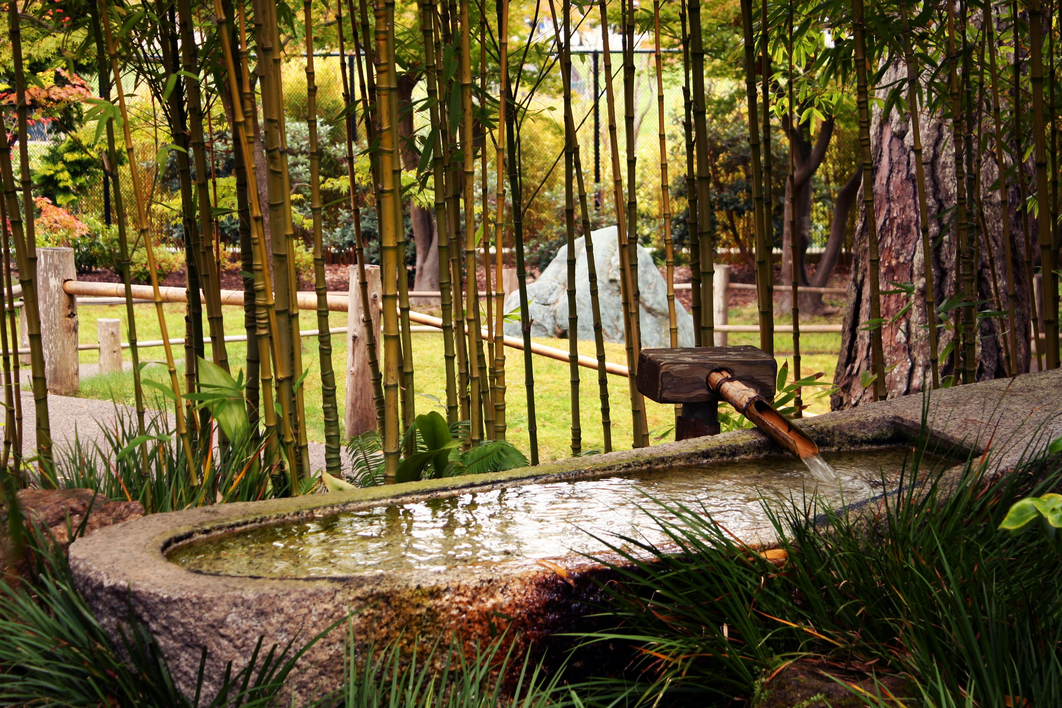 Бамбук в ландшафтном дизайне фото