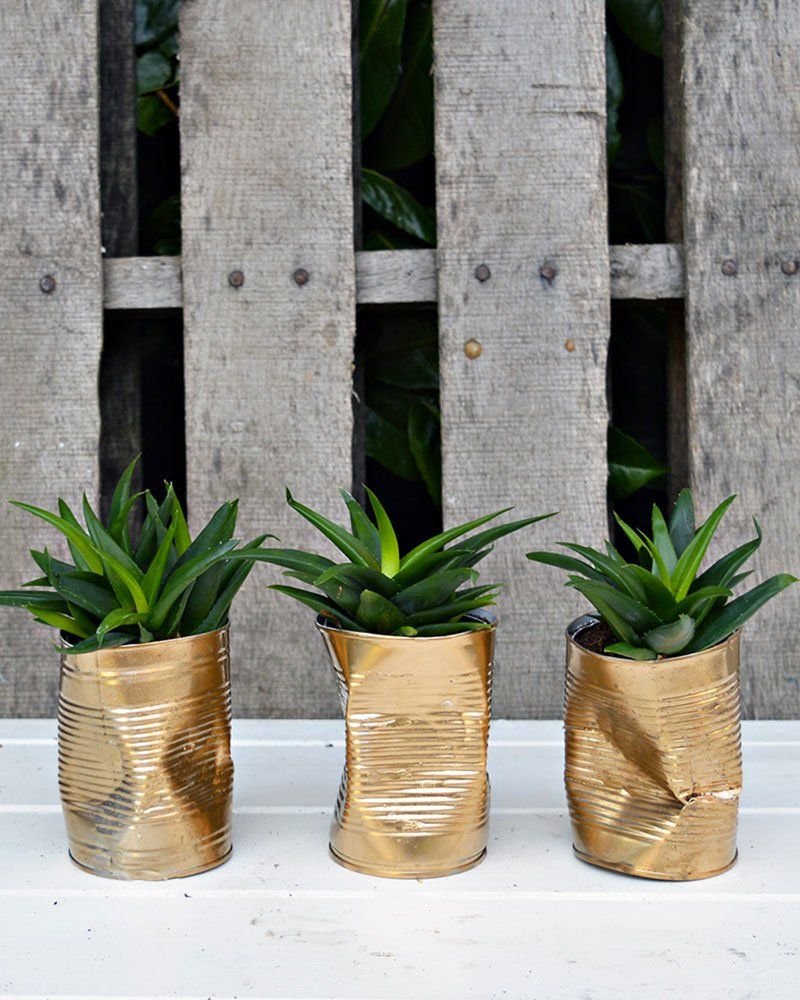 Стильные цветы в горшках