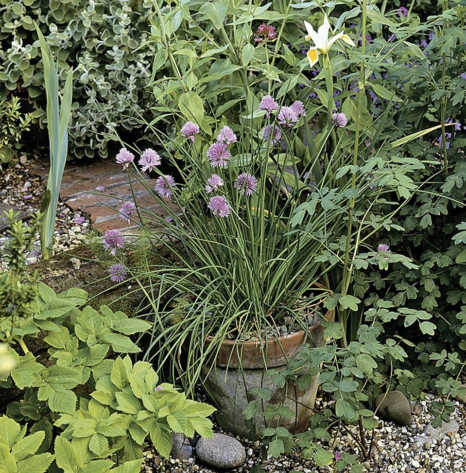 Лук шнитт в клумбе