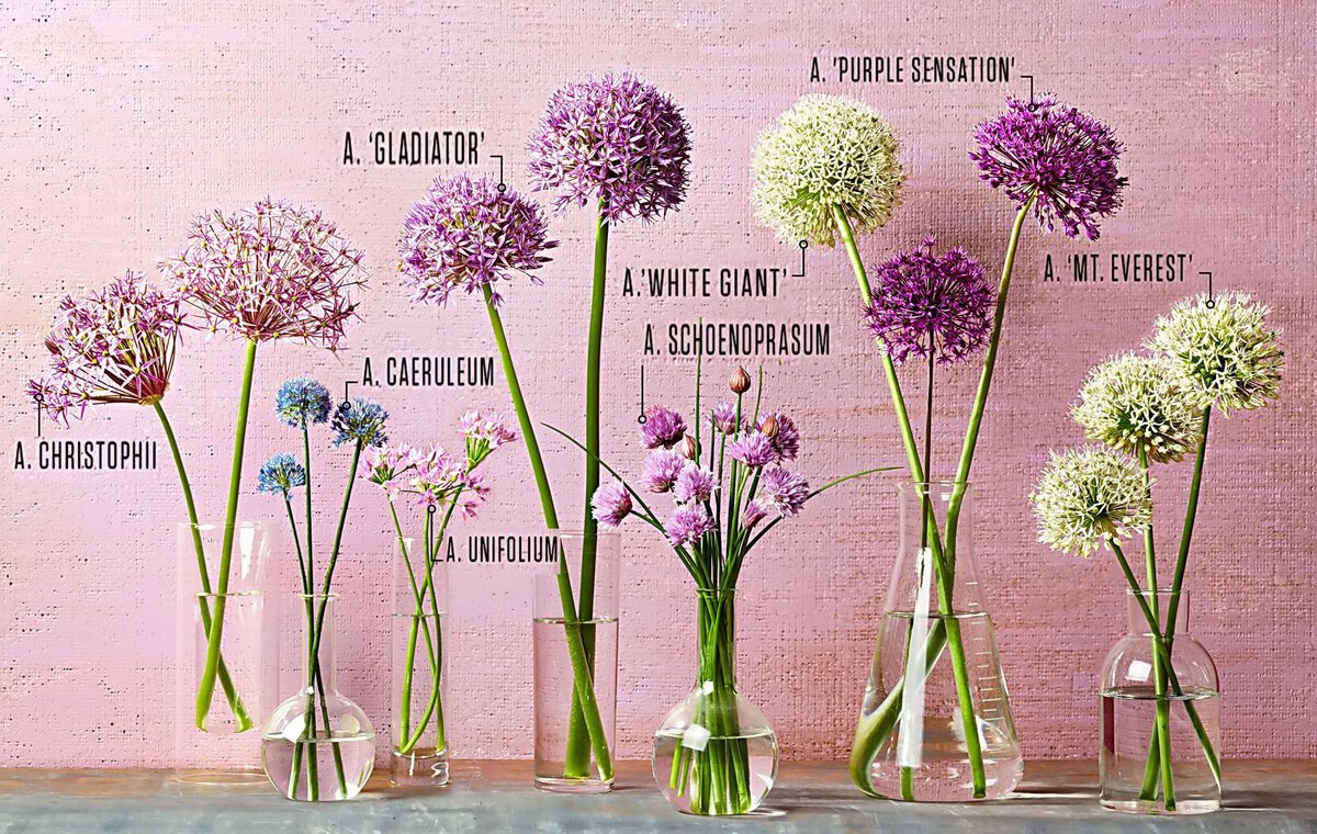 Аллиум декоративный размножение