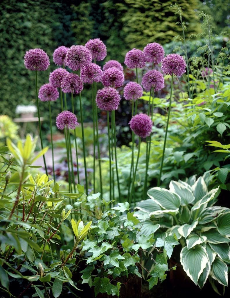 Аллиум на клумбе
