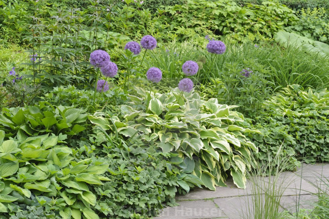 Хоста и Алиум