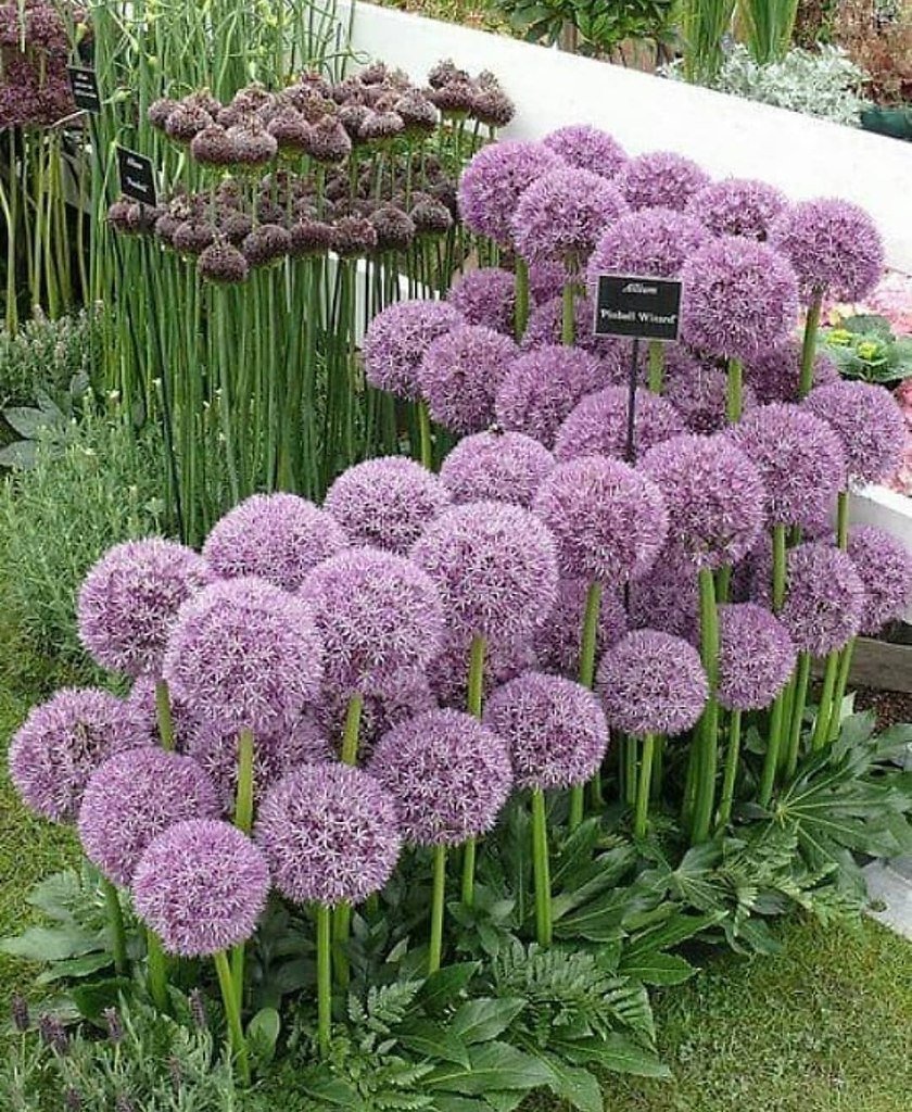 Краспедия шаровидная аллиум