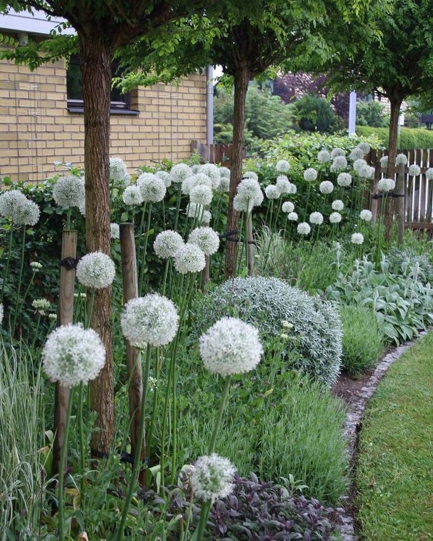 Лук декоративный Mount Everest