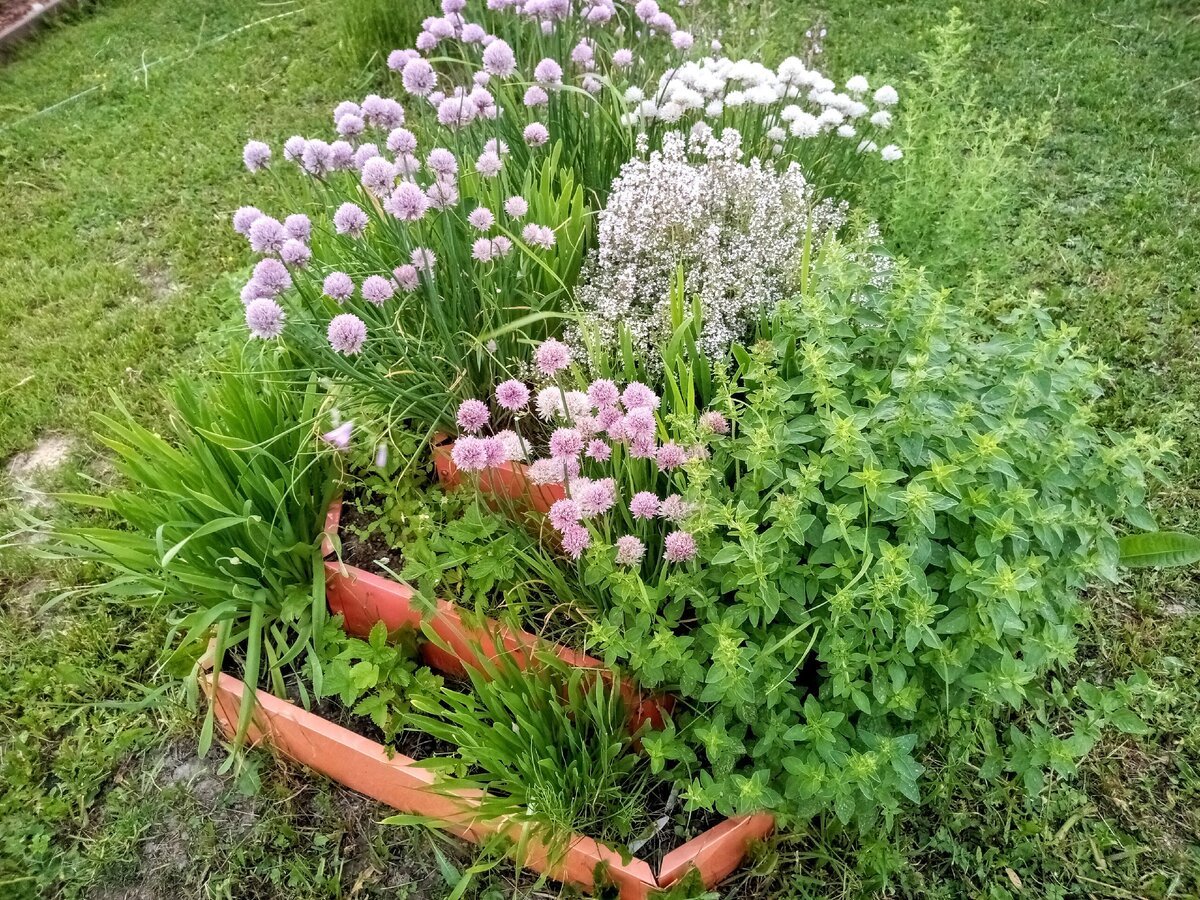 Клумбы с Шнит лук шнитт