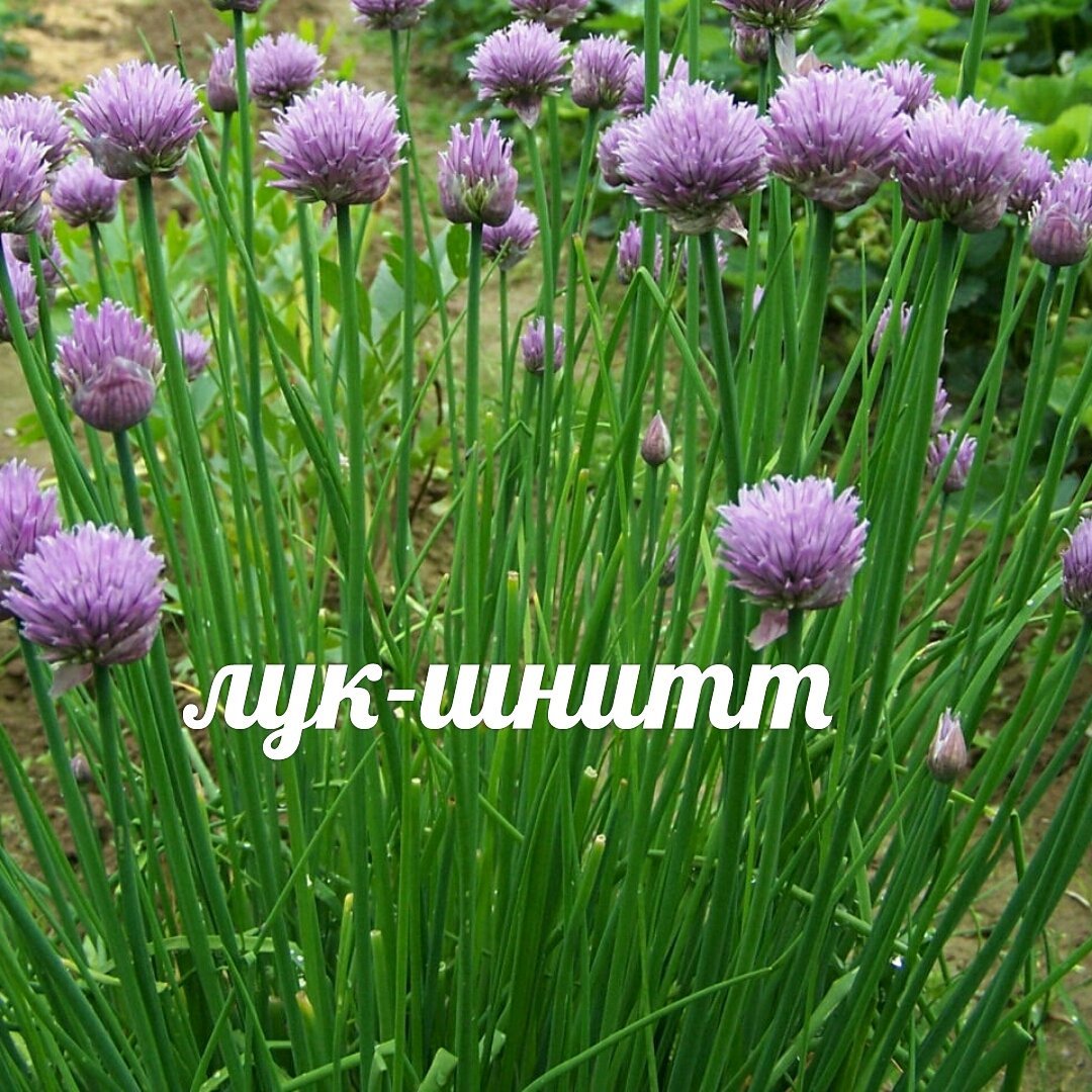 Аллиум котовник ландшафт