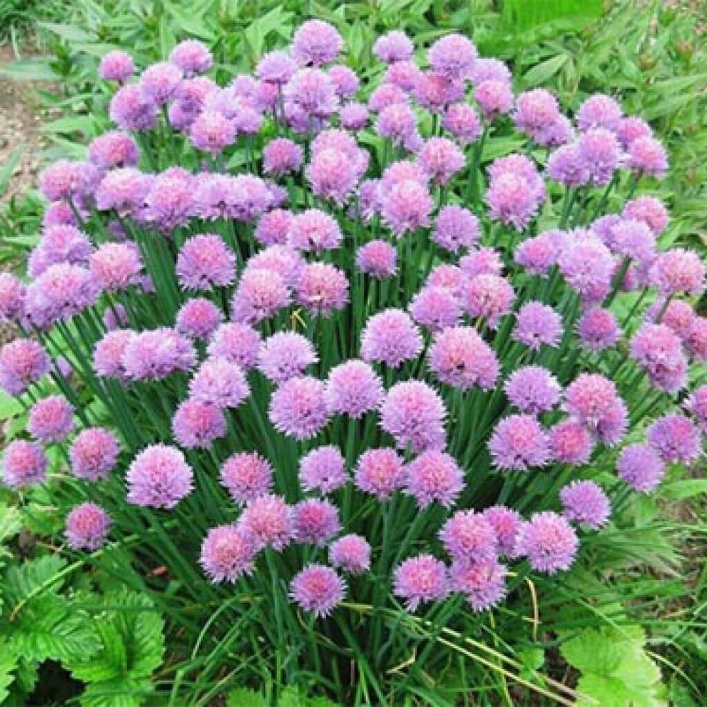 Лук скорода шнитт Луговой