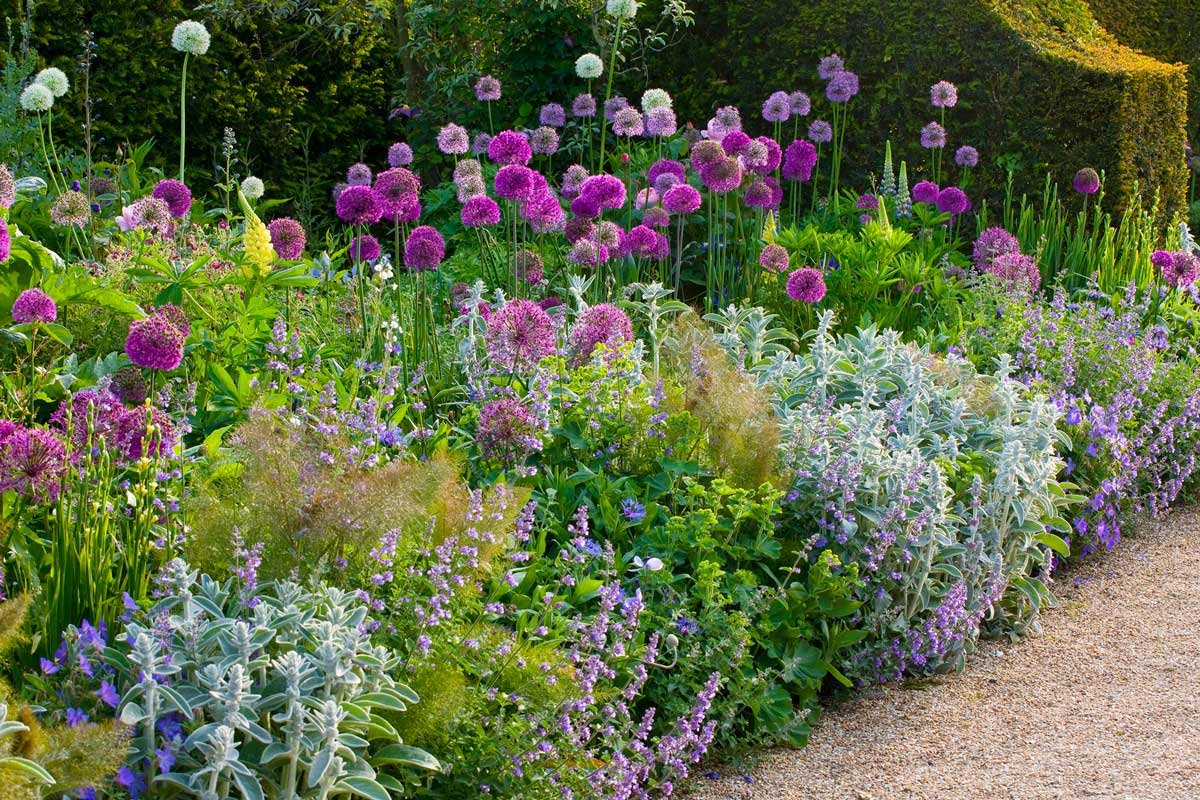 Аллиум хорошенький Альба