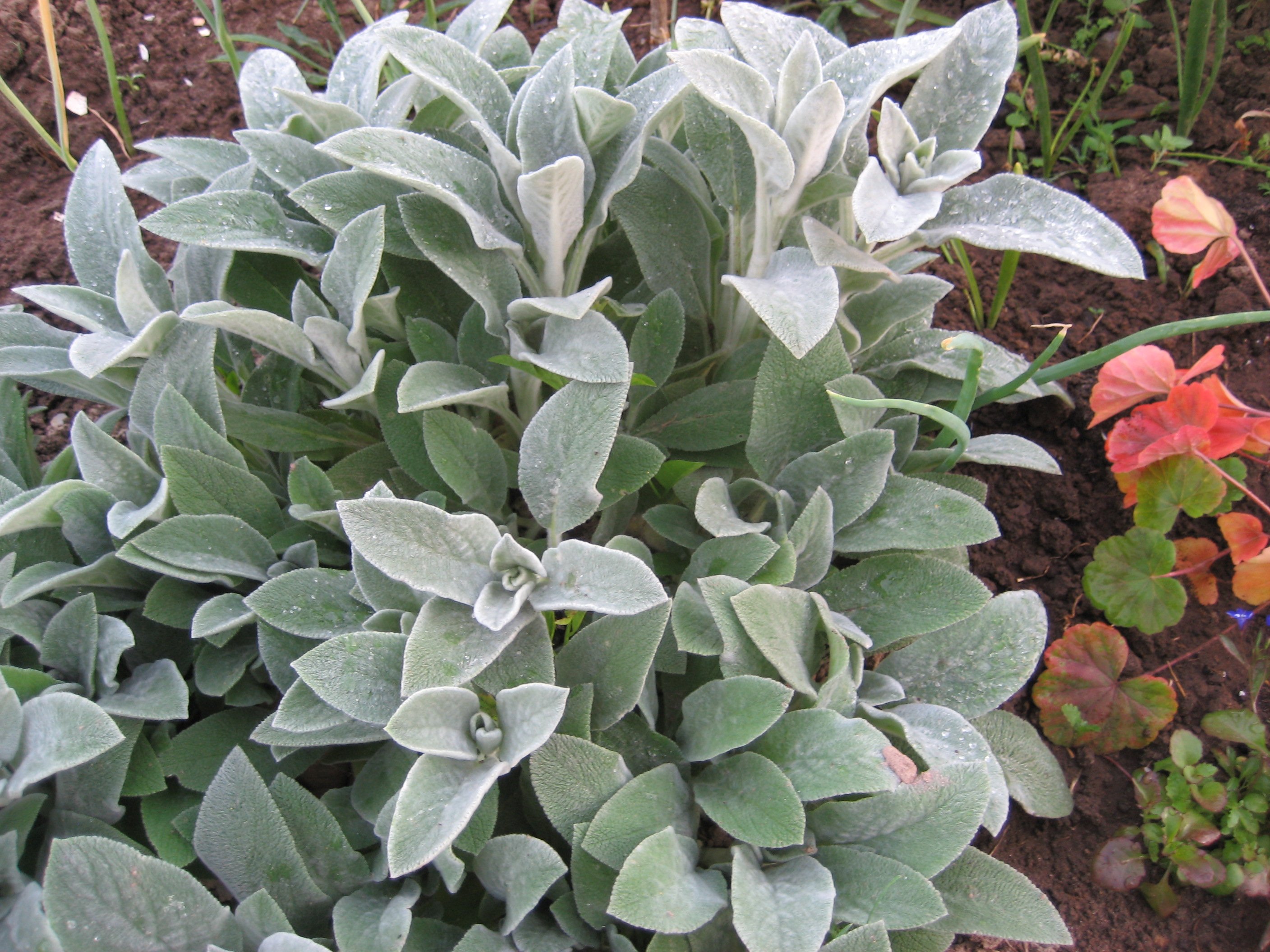 Чистец латынь. Чистец стахис. Чистец византийский стахис. Чистец стахис монье. Чистец стахис.