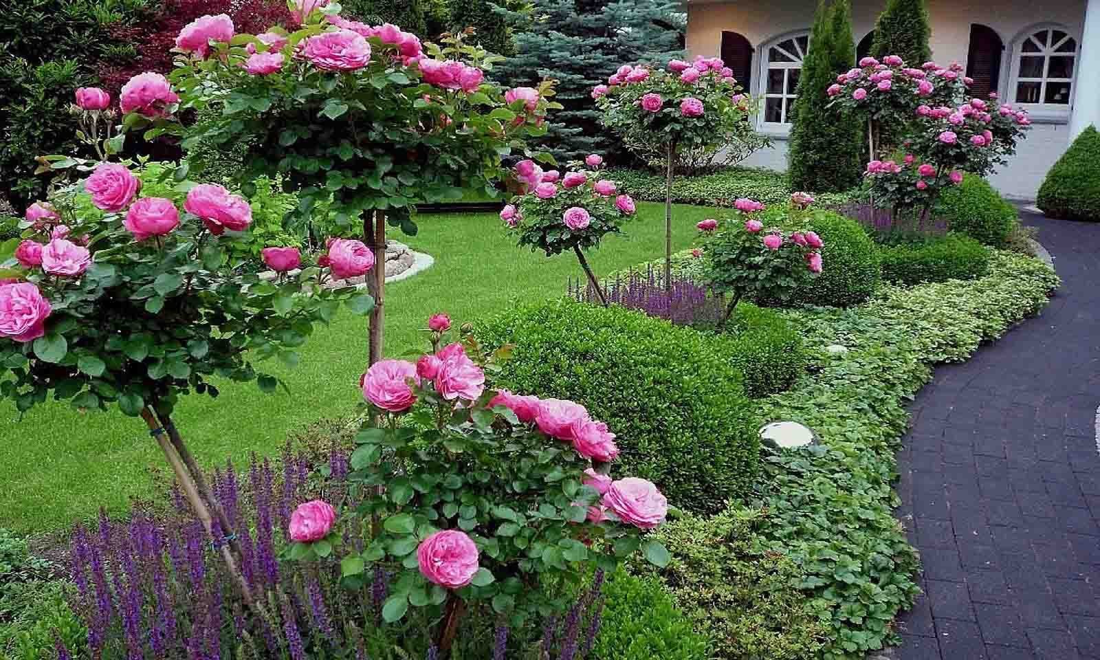 Цветники с розами в ландшафтном дизайне - 74 фото