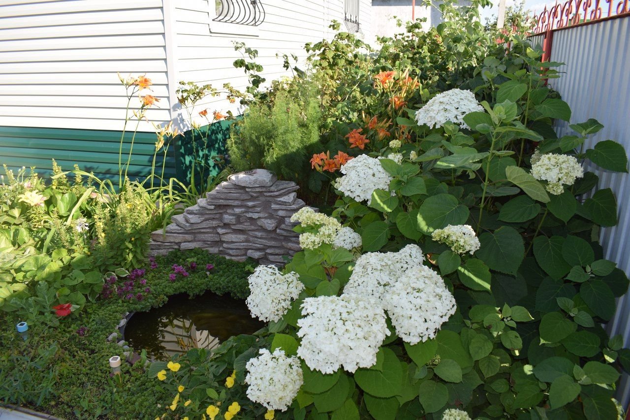 Гортензия самарская лидия в ландшафтном дизайне - 75 фото