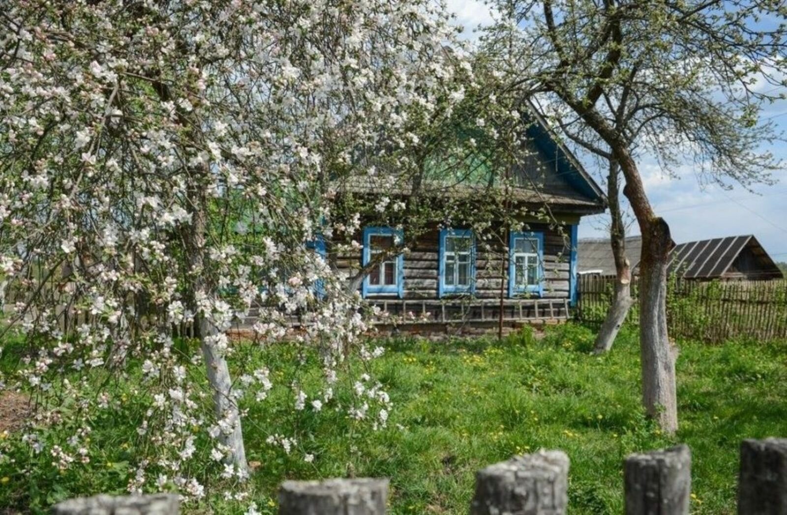 Деревня 1 мая. Домик в деревне с яблоней. Яблоневый сад вишневый сад. Деревня весной.