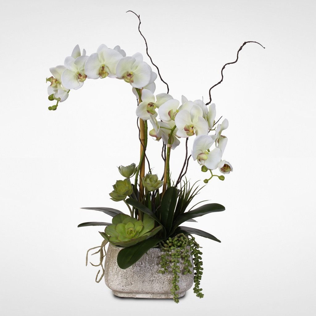 Суккулент Орхидея