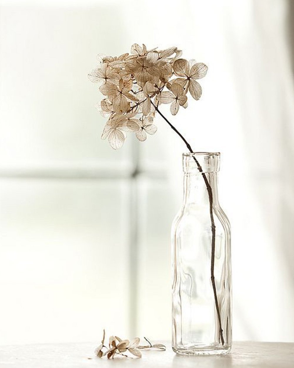 Светло серые вазы. Вазы для сухоцветов. Сухоцветы в прозрачной вазе. Стеклянные вазы. Сухие цветы для декора.