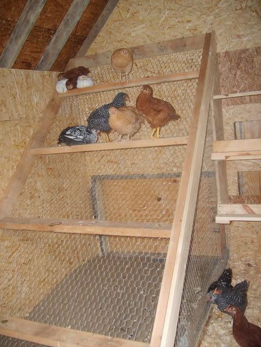размеры гнезда для кур несушек фото