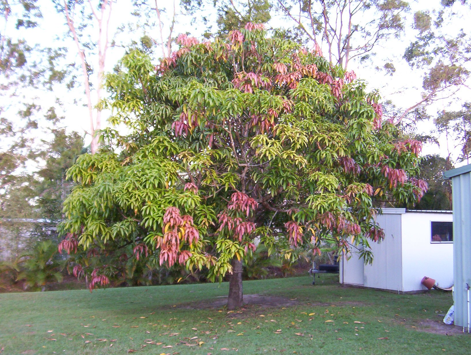 Манго дерево цветет. Манго дерево. Дерево манго цветет. Манговое дерево с манго. Египетское манго дерево.