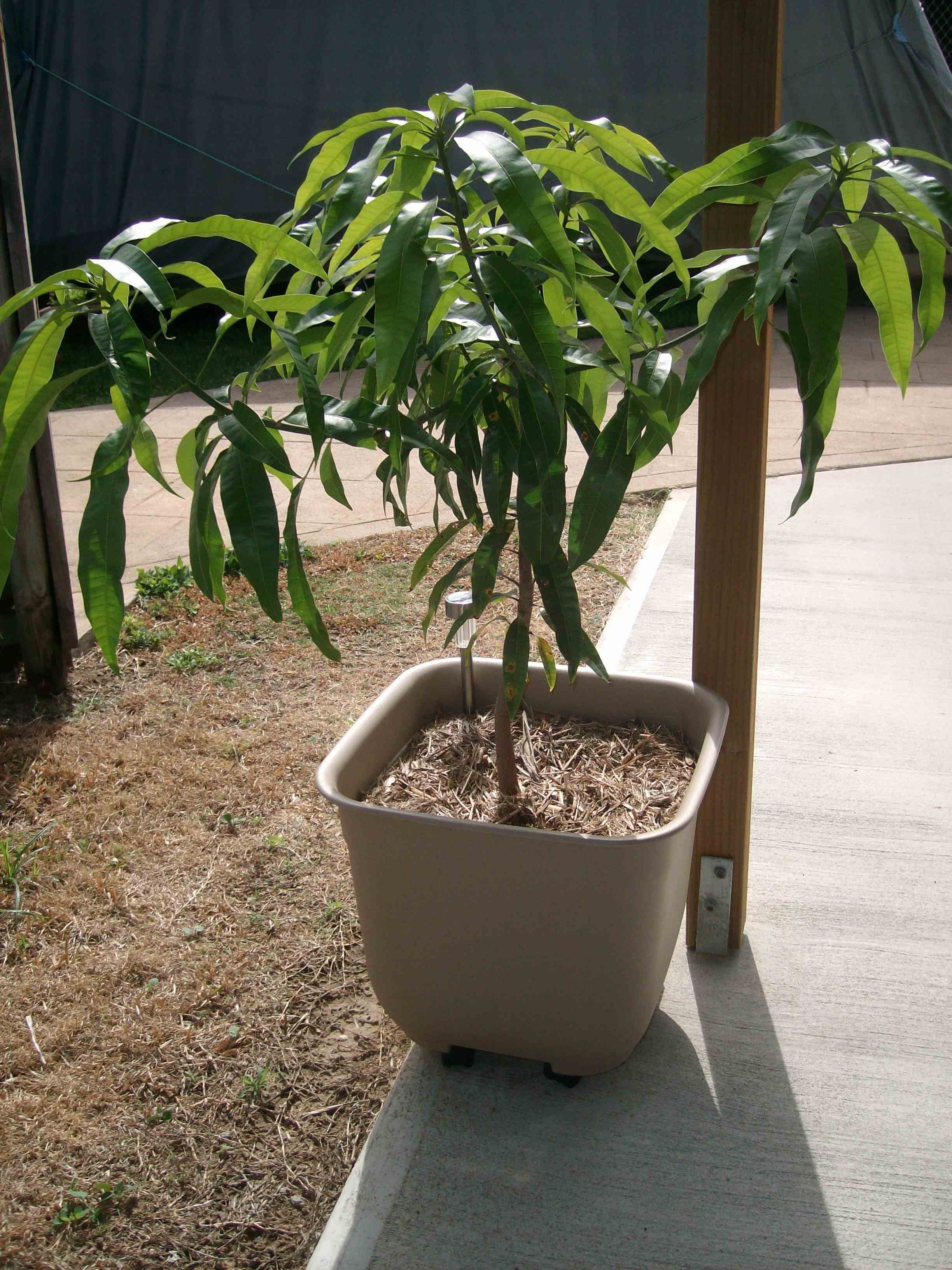 Манго в домашних условиях из косточки вырастить. Манго растение. Прорастить манго. Прорастить косточку манго. Вырастил дерево манго.