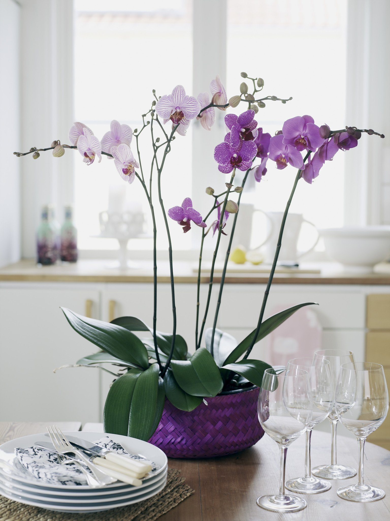 Цветы орхидеи в интерьере (45 фото)