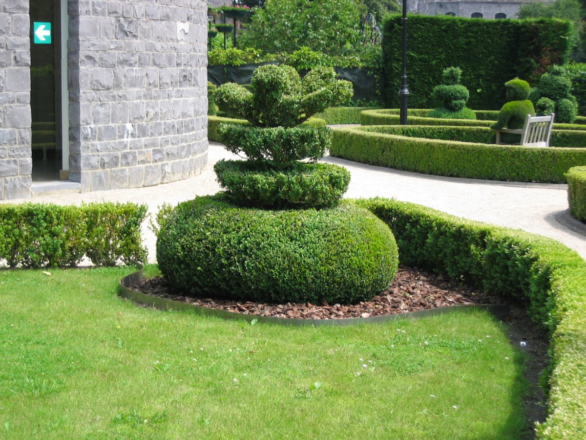 Падуб в ландшафтном дизайне