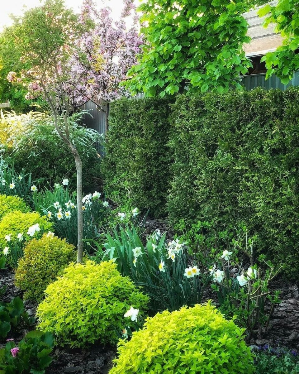 Магония в ландшафтном дизайне