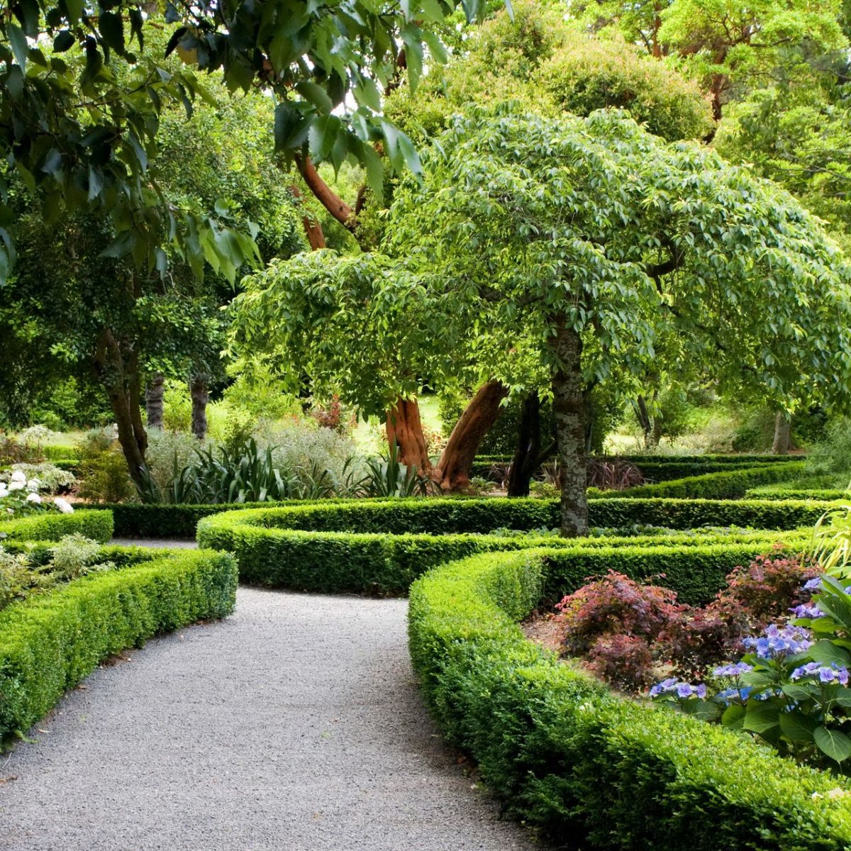 Аллея из кустарников примеры