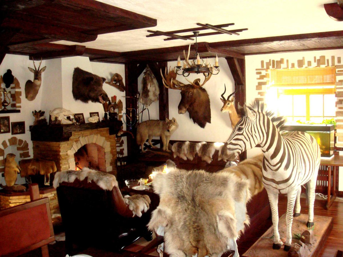 Чучела животных в интерьере