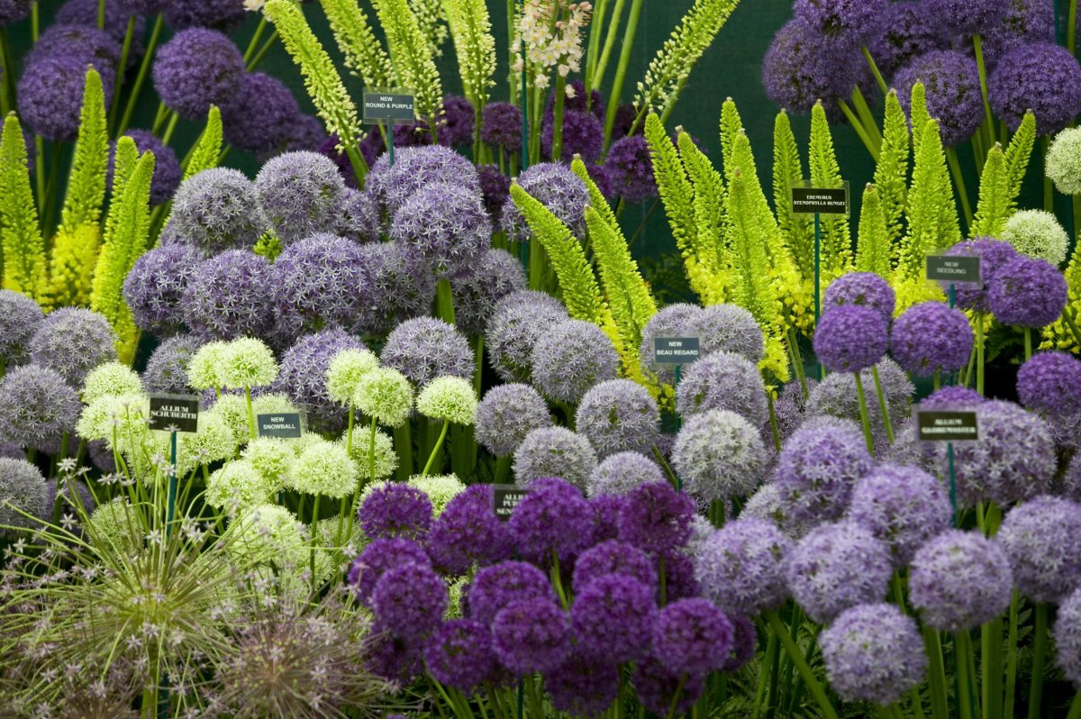 Аллиум афлатунский цветение