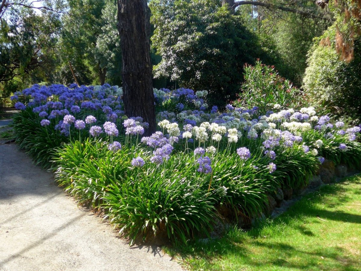 Agapanthus 'Purple cloud'