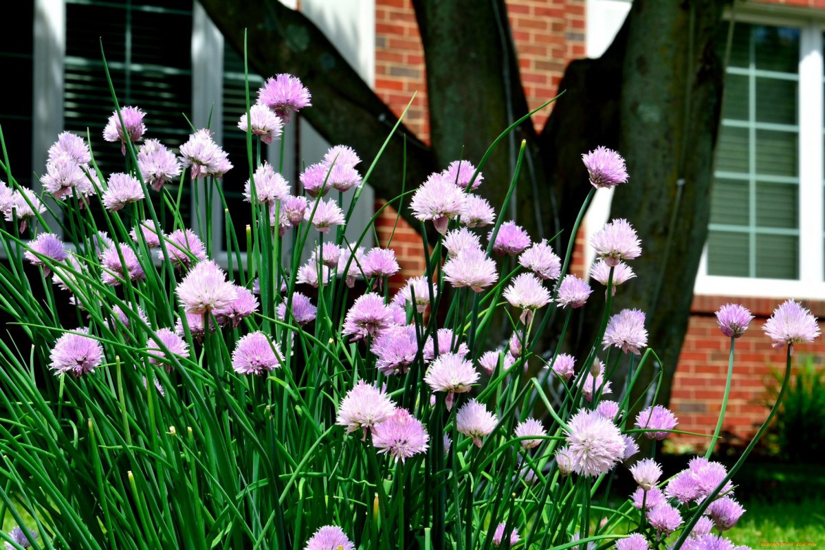 Аллиум Неаполитанский белый