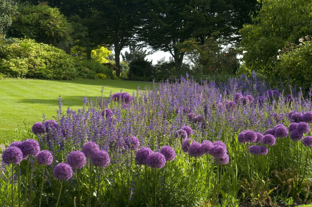 Аллиум и ирисы