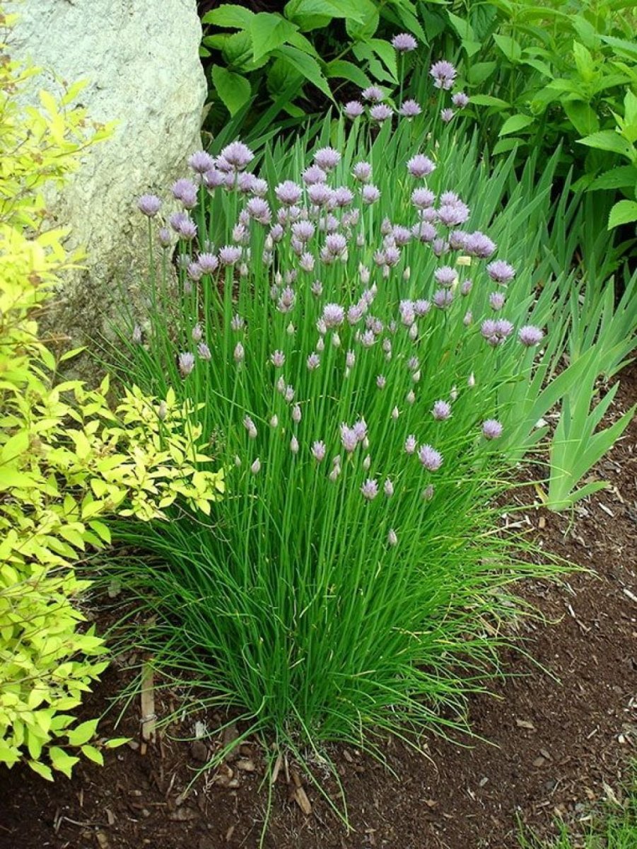 Лук скорода шнитт