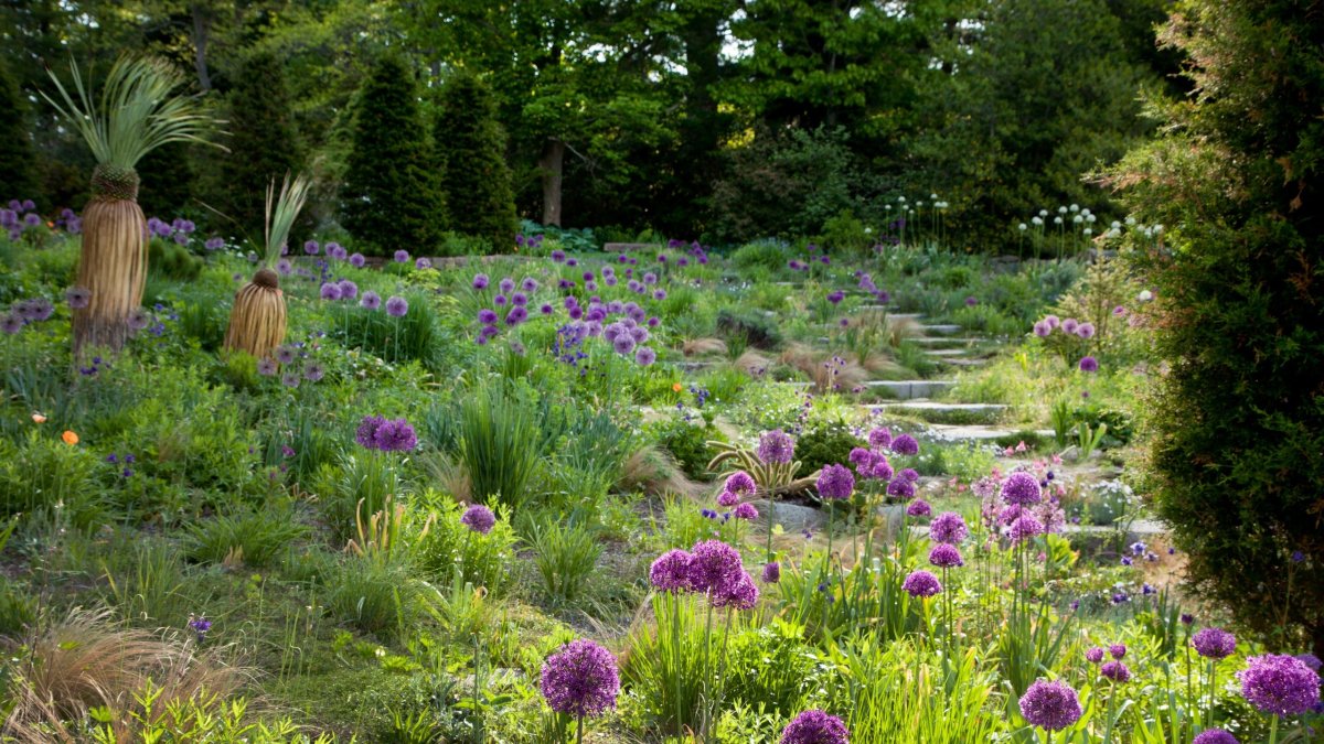 Лук декоративный Шуберта