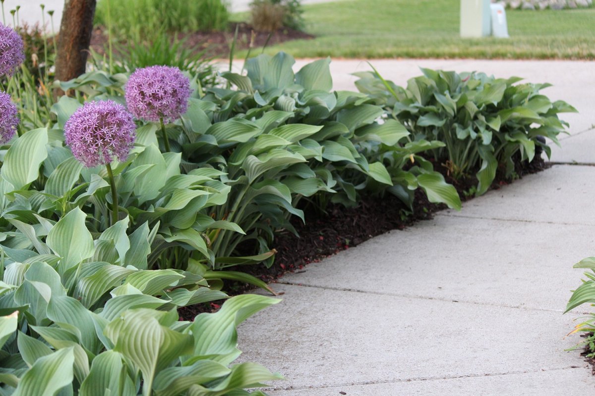 Аллиум и Хоста
