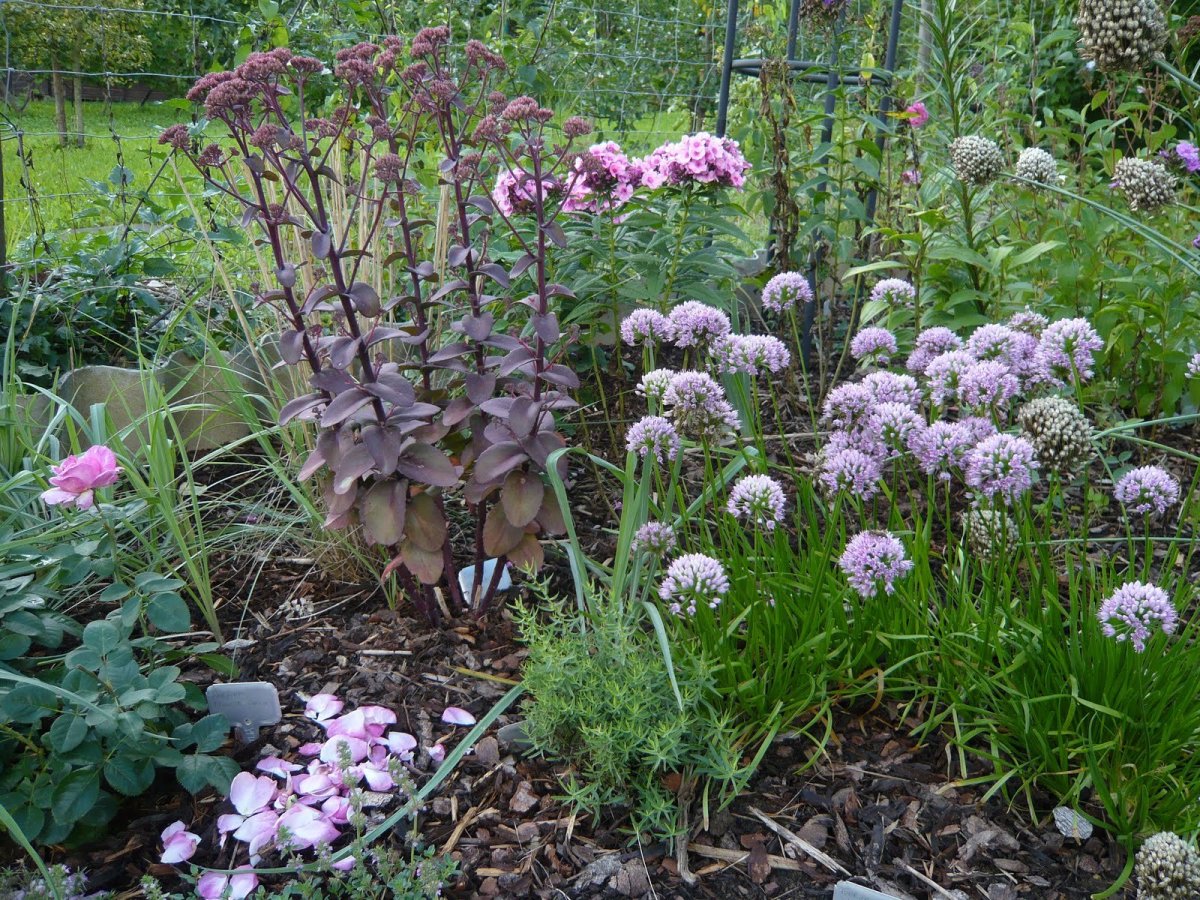 Аллярий луковая горка