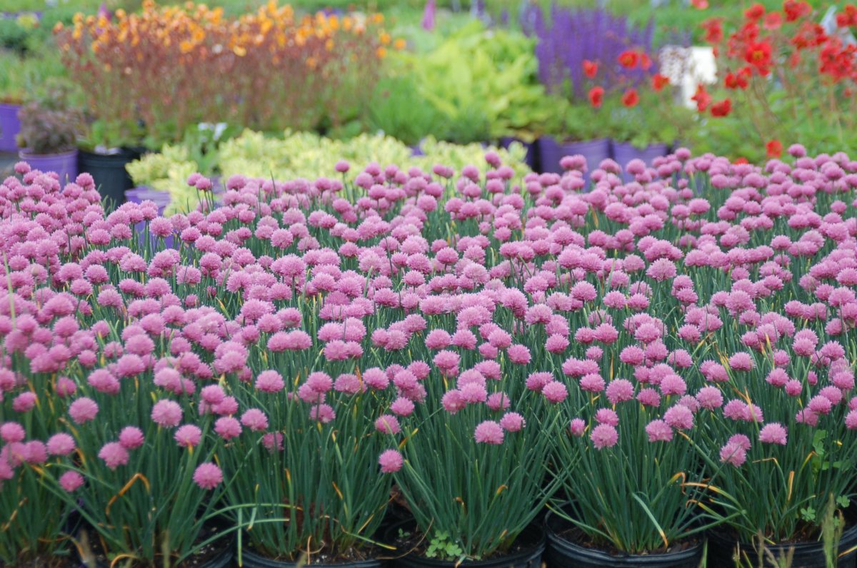 Лук шнитт (Allium schoenoprasum)