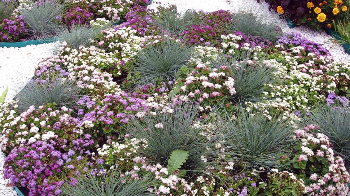 Шнитт лук в цветнике