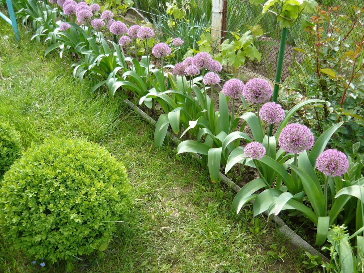 Лук аллиум каратавский гигант