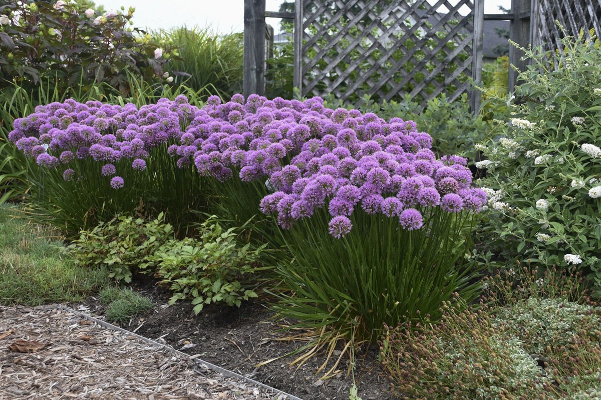 Аллиум ин орбит