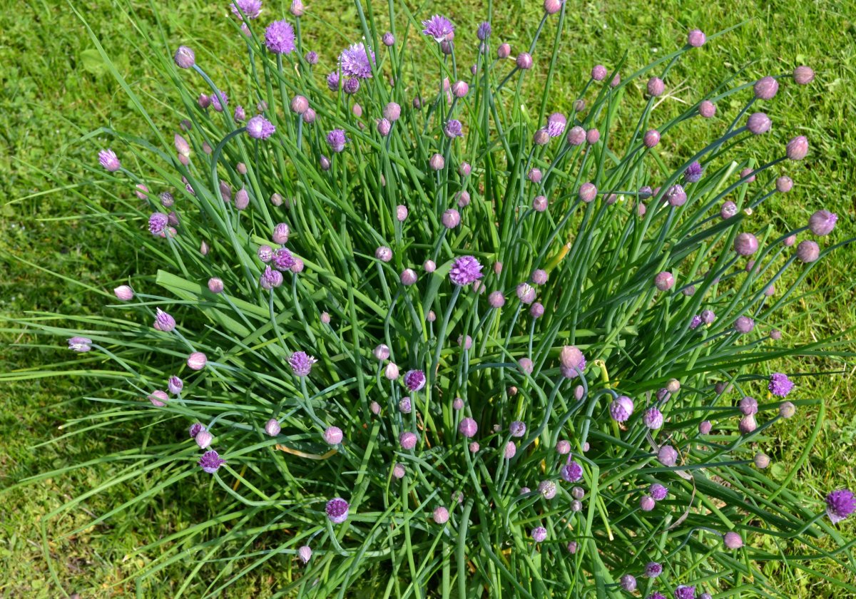 Шнитт батун