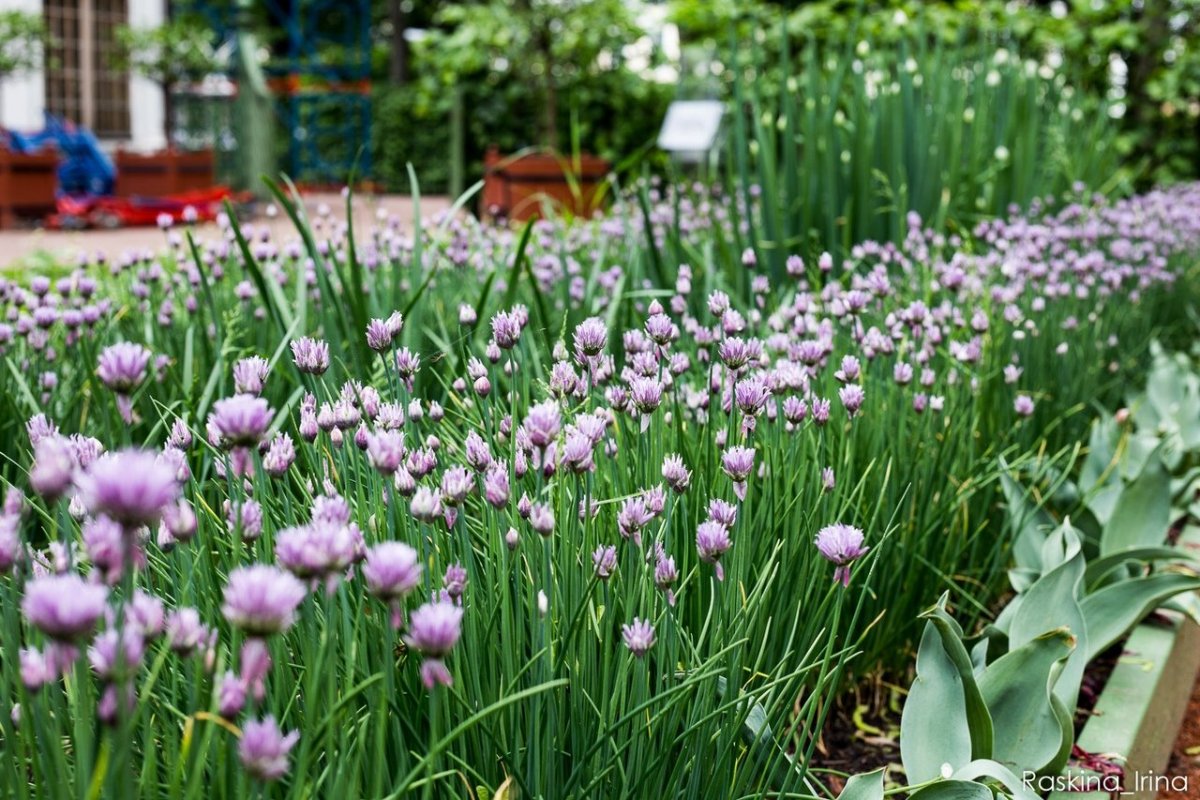 Шнитт-лук лук шнитт Богемия