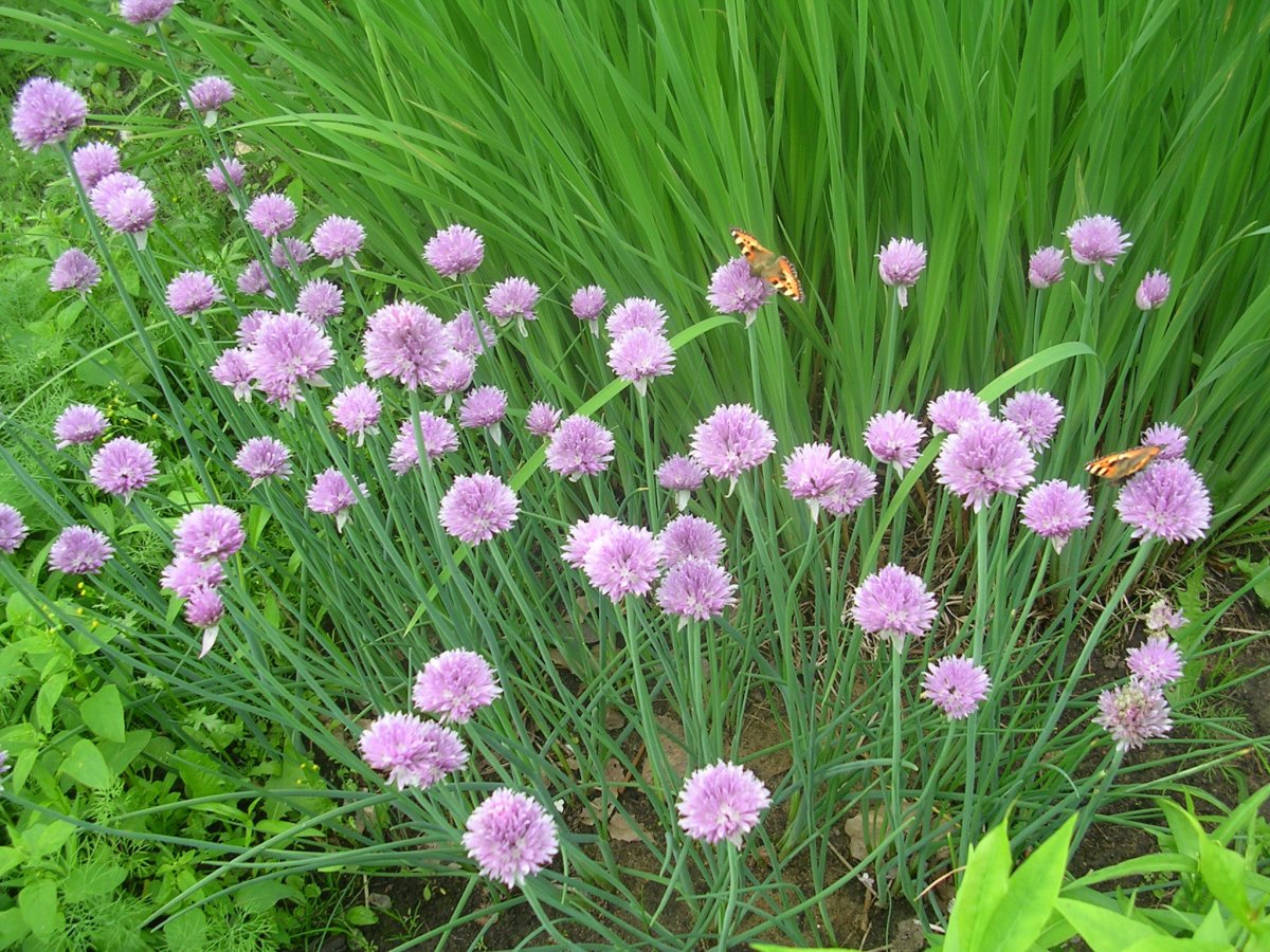 Лук шнитт красный великан цветки
